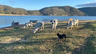 Eungella dam