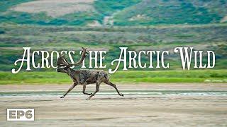 Across the Arctic Wild  20-Days Through the Barren Grounds to the Arctic Ocean - E.6 - Wildlife