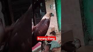 BURUNG HABIS LEPAS