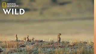 New Prairie Dog Pups Learn Danger  Prairie Dog Manor