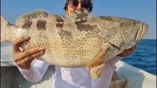 How a grouper look like هامور، سلطان دریا