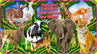 New Big Animals video • Farm Wild Animal Sounds
