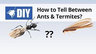 Termites vs Ants - How to Tell the Difference Between Ants & Termites