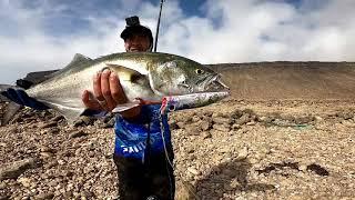 Shore Line Fishing  Day 2 of Bluefish Hunting  Fishing in Oman  Twin Power 6000  Triple Cross..