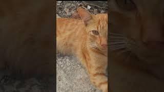 KUCING IMUT KEMBANG ASEM.                                                   #kucingimut #kucinglucu
