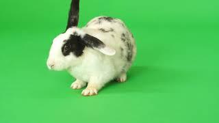 Rabbit Greenscreen Videos. #greenscree #rabbit #animals