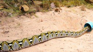 Build Underground Snake Trap Technology Make From Plastic Bottle & PVC Pipe