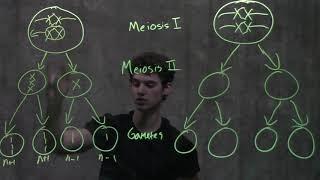 Genetics Nondisjunction & Meiosis