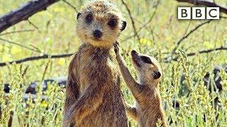 Spy meerkat helps babysit  Spy in the Wild - BBC