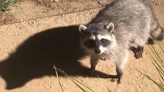 Raccoons Freeze  Caught Crossing Front Yard in Middle of the Night