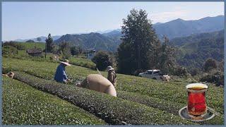 The Black Tea Harvesting & Production Process Revealed