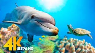 NEW 11H Stunning 4K Underwater Wonders - Relaxing Music  Coral Reefs Fish & Colorful Sea Life