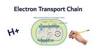 Electron Transport Chain  USMLE STEP COMLEX NCLEX