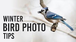 Bird Photography in the Winter Emilie Talpins 5 Tips