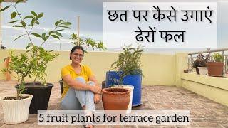 Five fruit plants you must have in your terrace garden