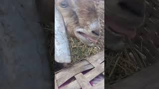 YouTube short video #soundanimal #goat #shortvideo #sheep #keçi