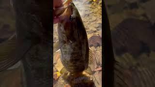 Release Smallmouth back into little Creek #apexwatercraft #fishingmethods #paddle