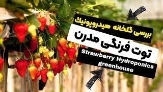 بررسی و معرفی گلخانه توت فرنگی هیدروپونیک  Strawberry Hydroponics greenhouse