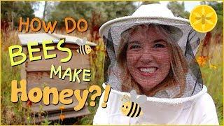 How do bees make Honey?  Beekeeping with Maddie #13