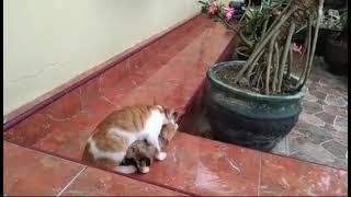 Kucing Kawin Mating Cats season   2021
