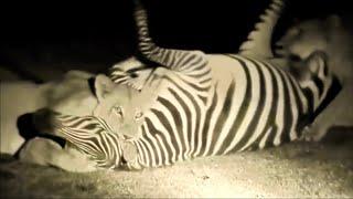 Zebra Feast  Lioness Crushes The Testicles Of Still Alive Zebra In Darkness...