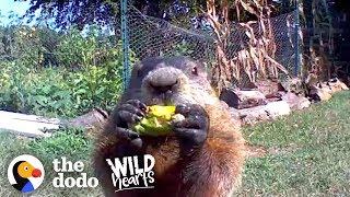 Guy Catches Adorable Groundhog Eating His Veggie Garden  The Dodo Wild Hearts