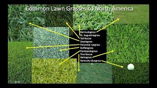 Which grass should I plant on my lawn? Part 1 Introduction and Northern US and Canada.