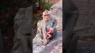 Mother monkey pushes her babys head down to wean