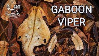 Deadly venomous Gaboon viper in the wild heavy snake with longest fangs in the world