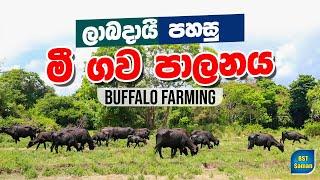 ලාබදායී පහසු මී ගව පාලනයBuffalomilkcurd