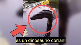 DINOSAURIO REAL CAPTADO EN VIDEO