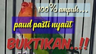 Lovebirdpancingan lovebird paud sebelum gantang sangat ampuh