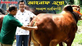 902-এবার দেখুন আহনাফ এগ্রোর ষাড় গরুর খামারপলাশ নরসিংদী-র.ই মানিক  R.I.Manik.Chitrapuri Krishichitra