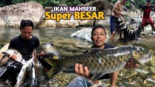 Super babon.besi panah bengkok ganasnya hentakan mahseer super babon..