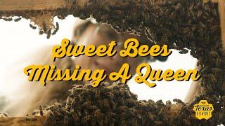 Sweet Bees Missing a Queen