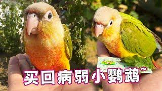 Hua 700 bought a pineapple parrot but before she was weaned she was super clingy a dream in the