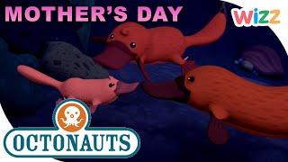 @Octonauts - Moms of the Ocean    Mothers Day Special  Compilation  Cartoons for Kids  @Wizz