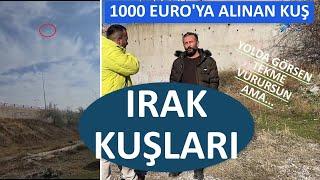 IRAK KUŞLARI - 1000 EUROYA ALINAN KUŞ - ŞÜKRÜ KARATAŞ TAKLACI GÜVERCİN KÜMES ZİYARETİ