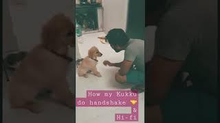 Handshake and hifi by Kukku  #goldenretriever #lovefordog