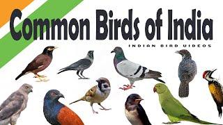 Common Birds of India - Learning for kids  HD Quality