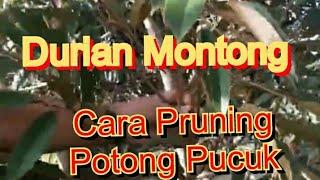 Pruning Pohon Durian Montong dengan potong pucuk