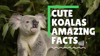 Cute Koala Bears - Amazing Facts