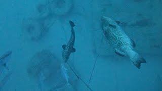 Black grouper barge commercial grouper spearfishing