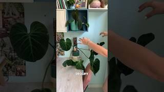 Another day another timelapse try  #philodendron #dramaplant #timelapse #philodendronelchocored