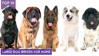 Top 10 Large Dog Breeds For Home  Large Dog Breeds