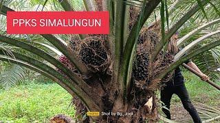 panen ppks simalungun usia 4 tahun 4 bulan  buah penuh