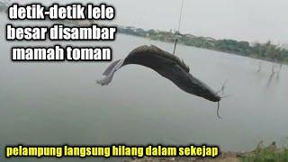 Fishing giant snakehead bait catfish