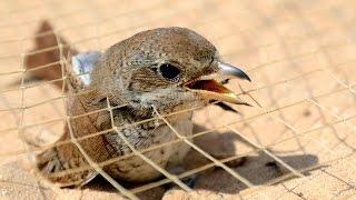 How to Stop the Illegal Killing Taking and Trade of Migratory Birds in the Mediterranean?