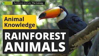 Rainforest Animals  - Animals for Kids - Educational Video