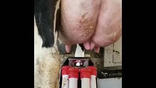 Milk machine ##short